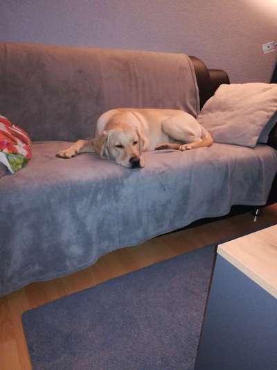 Labradorfans-Beitrag-Bild