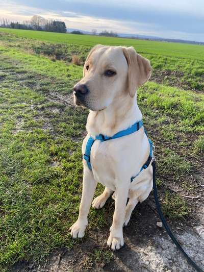 Labradorfans-Beitrag-Bild