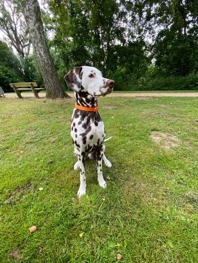 Hundetreffen-Gemeinsame Spaziergänge und Spielmöglichkeiten-Bild