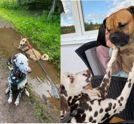 Die Dogorama Wochen Challenge "Friends will be Friends"-Beitrag-Bild