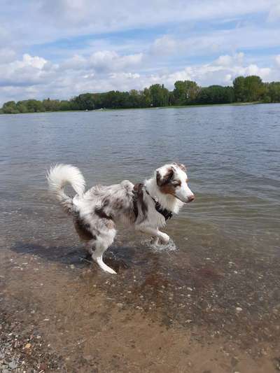 Dogorama-Monats-Challenge-Mai "Wasser"-Beitrag-Bild