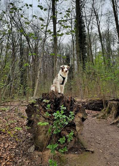 Fotochallenge No. 26                                     Wald und Wiese-Beitrag-Bild