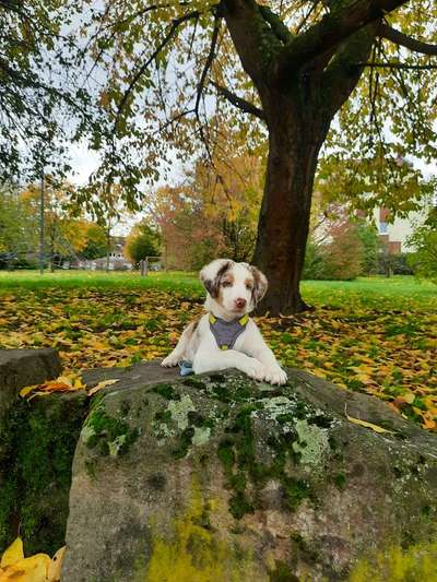 Fotochallenge Nr 96.: Bunt, Bunter, Hund 💐🌹🍁-Beitrag-Bild