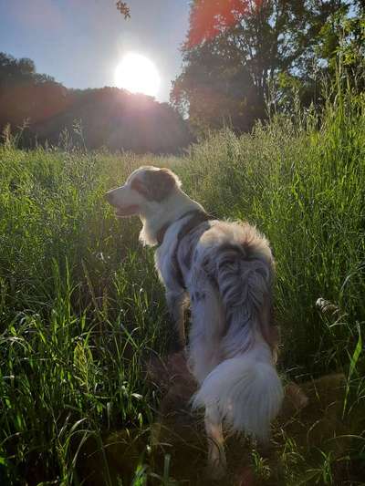 Die Dogorama Monats Challenge "Es grünt und blüht"-Beitrag-Bild