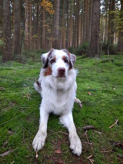 Wald Bild-Beitrag-Bild