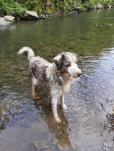 FOTOCHALLENGE 72 - Glücklicher Hund im Schmuddel-Look-Beitrag-Bild