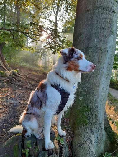 Hund und Natur-Beitrag-Bild
