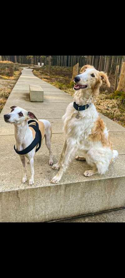 Windhunde - Treffen der besonderen Schönheiten
HERZLICH WILLKOMMEN-Beitrag-Bild