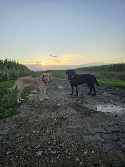 Hundetreffen-Suche Leute für Gassi Runden-Bild