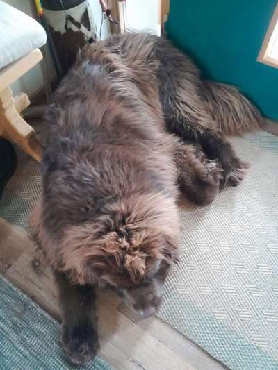 Hundetreffen-Zusmarshausen/Wollbach-Bild