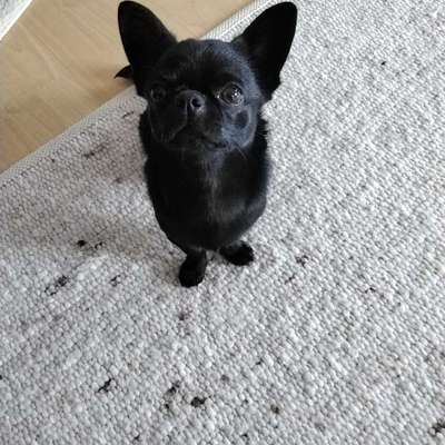 Hundetreffen-Kleiner Hund, 11 Monate alt, sucht Gleichgesinnte zum Spielen und Spazieren-Bild