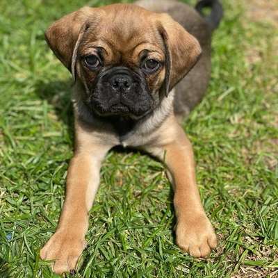 Hundetreffen-Welpentreffen Kreis Coesfeld