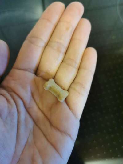 Immer wieder das leidige Thema Zecken-Beitrag-Bild