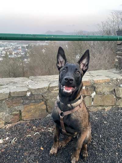 Hundetreffen-Trainingsspatziergänge / Spielen-Bild