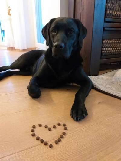 Labradorfans-Beitrag-Bild