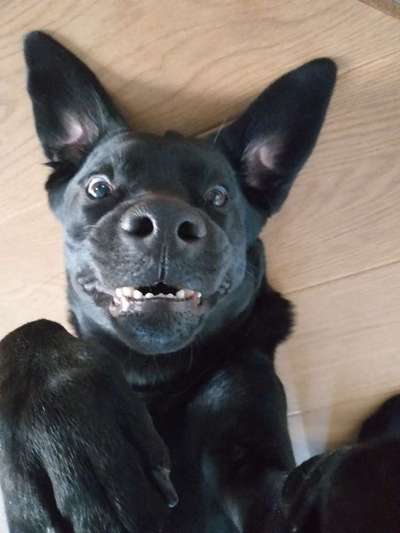 Die Dogorama Wochen Challenge-Beitrag-Bild