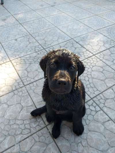 Dogorama-Monats-Challenge-Mai "Wasser"-Beitrag-Bild