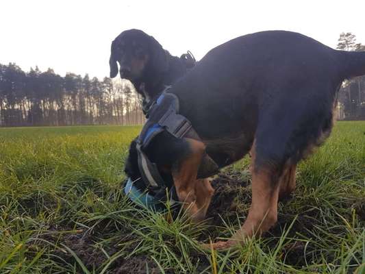 Fotochallenge No. 26                                     Wald und Wiese-Beitrag-Bild