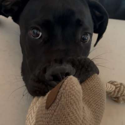 Hundetreffen-Junghund sucht Freunde in Goch-Bild