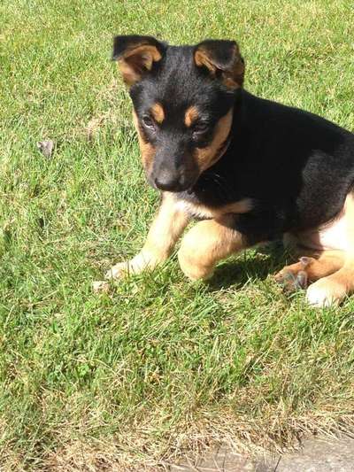 Als Welpen sind sie alle noch süßer-Beitrag-Bild