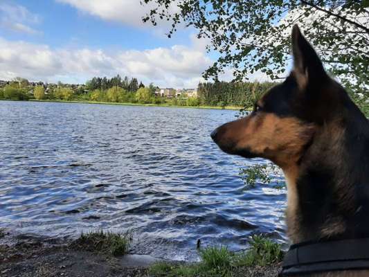 Dogorama-Monats-Challenge-Mai "Wasser"-Beitrag-Bild