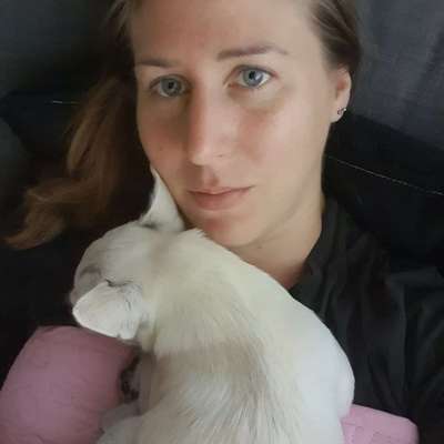 Hundetreffen-Hunde Spatziergang