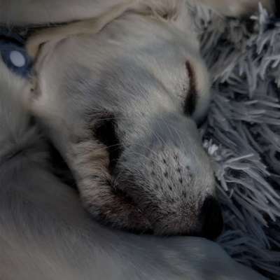 Hundetreffen-Welpentreffen oder Gassirunde mit freundlichen Hunden-Bild