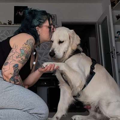 Hundetreffen-Welpentreffen oder Gassirunde mit freundlichen Hunden-Bild
