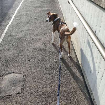 Hundetreffen-Canicross/Joggen in Lehrter Umgebung-Bild