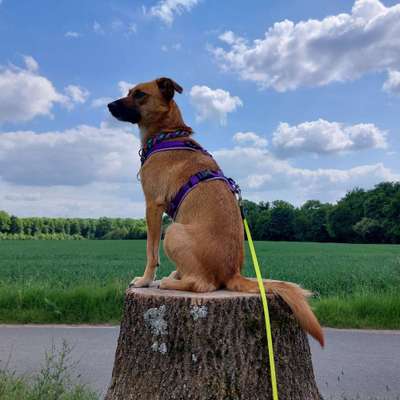 Auslandstierschutz-Beitrag-Bild