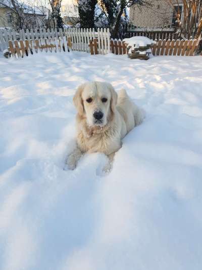 Golden Retriever-Beitrag-Bild