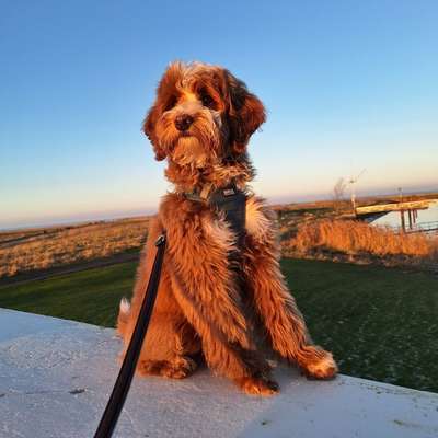 Hundetreffen-Kennlernrunde-Bild