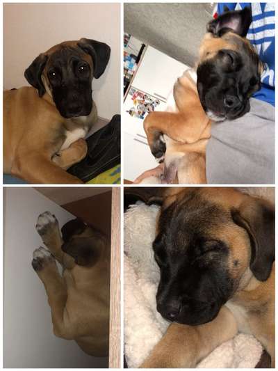 Welpen Bilder !-Beitrag-Bild