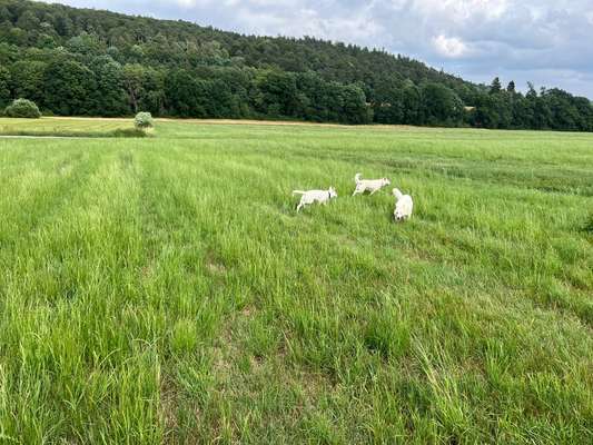 Hundetreffen-Hundebegegnung (spazieren/ trainieren/ Freilauf)-Bild