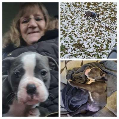 Hundetreffen-Ginsheim