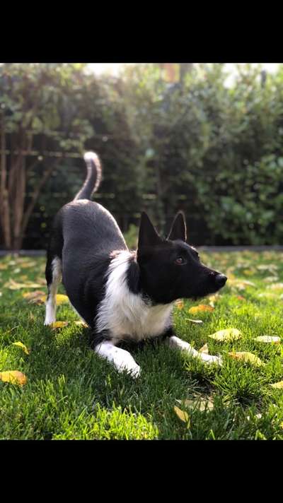 Die Dogorama Kalender Challenge Teil 1/4-Beitrag-Bild