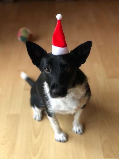 Challenge Nr. 8  Dein Hund im Weihnachtslook-Beitrag-Bild