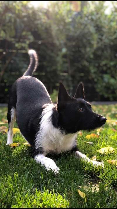 Schöne Hunde - Sprüche !-Beitrag-Bild