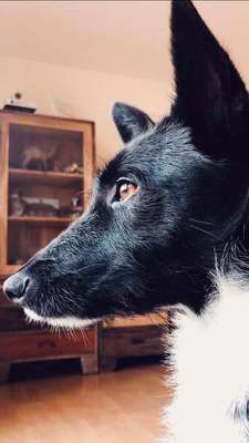 Foto's und Hundemodels-Beitrag-Bild