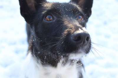 Foto's und Hundemodels-Beitrag-Bild