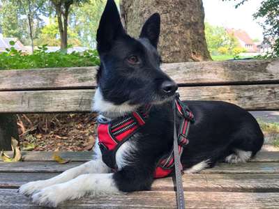 Foto's und Hundemodels-Beitrag-Bild