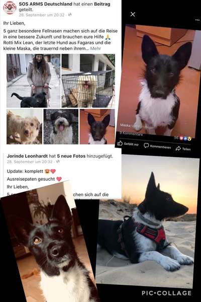 Club der Rumänen (Alle Hunde aus dem rumänischen Tierschutz, wo seid Ihr?)-Beitrag-Bild