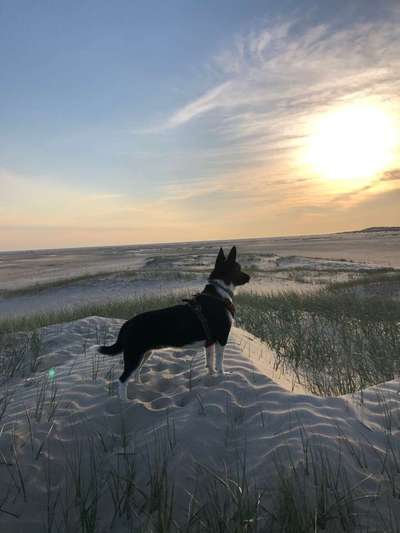 Dein Hund im Dogorama-Kalender 2021-Beitrag-Bild