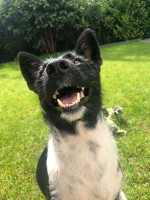 Foto's und Hundemodels-Beitrag-Bild