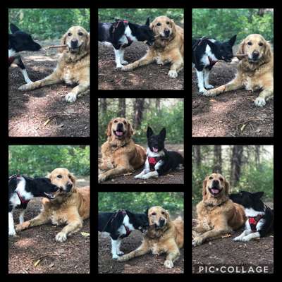 Bester Freund, Hundekumpel - zeigt her!-Beitrag-Bild