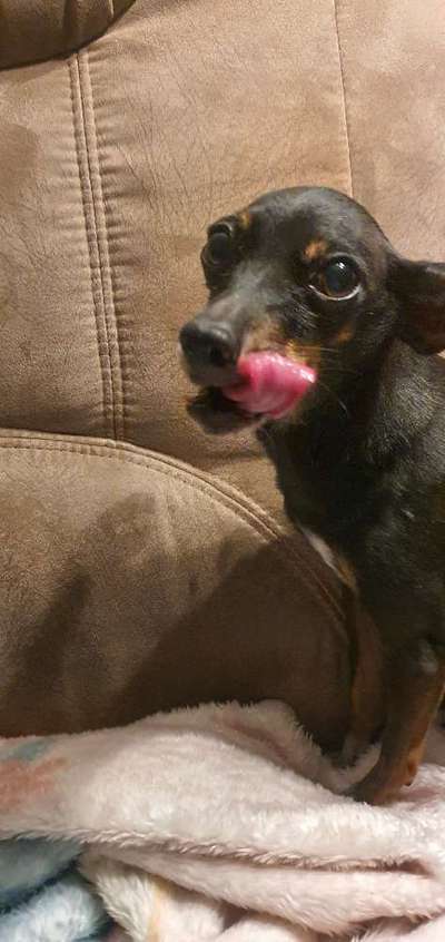 Prager Rattler-Beitrag-Bild