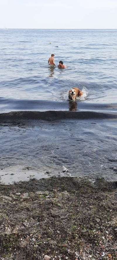 Hundetreffen-Freunde gesucht für Spaziergänge-Bild