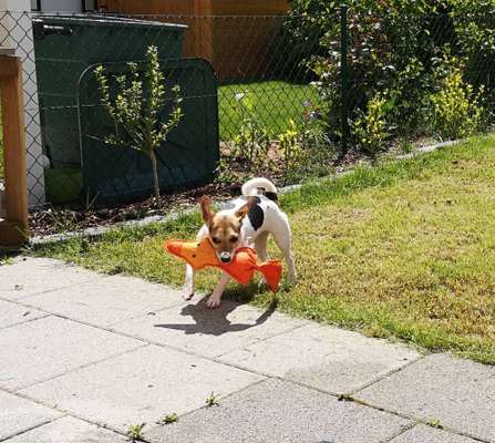 Hundetreffen-Gassi-und/oder Spielrunde-Bild