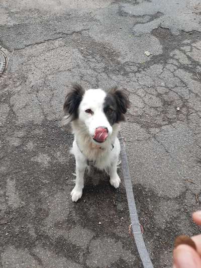 Tierschutzhund ist meine Lieblingsrasse-Beitrag-Bild