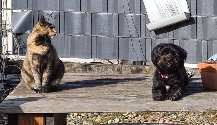 Challenge 23 : "  Euer Hund beim Frühlingserwachen "-Beitrag-Bild